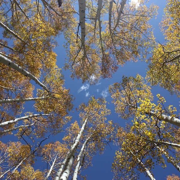 Colorado Fall by Jenni Ludwig, Image 6.