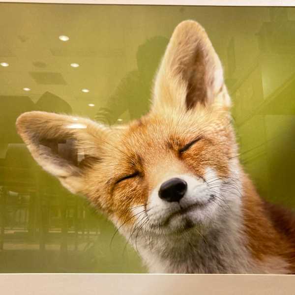 Fox photo location bombing by Roeselien Raimond, Image 1.