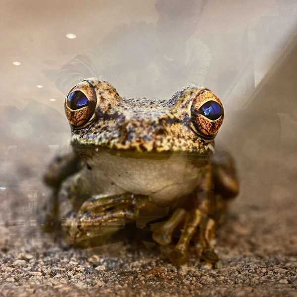Frog by Laura Fasulo, Image 1.