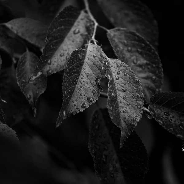 Driplets After the Storm by Javier Almeida, Image 1.