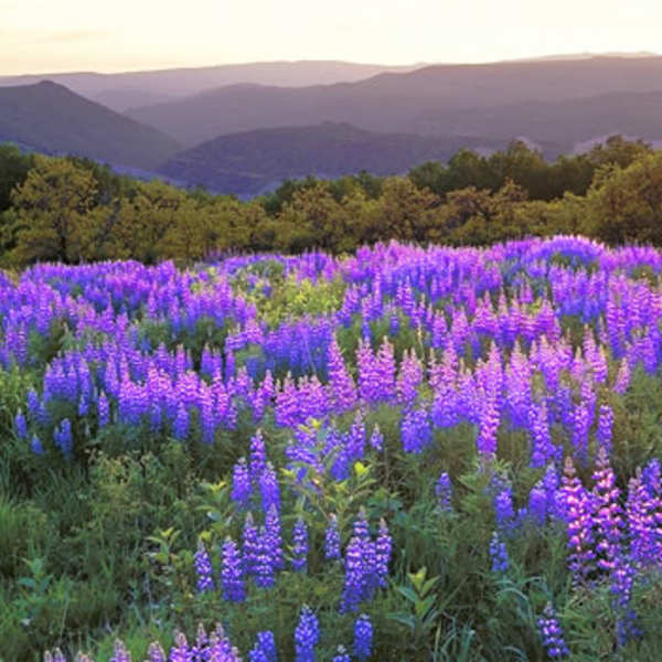 Keblar Pass Lupine #2 by John Fielder, Image 1.
