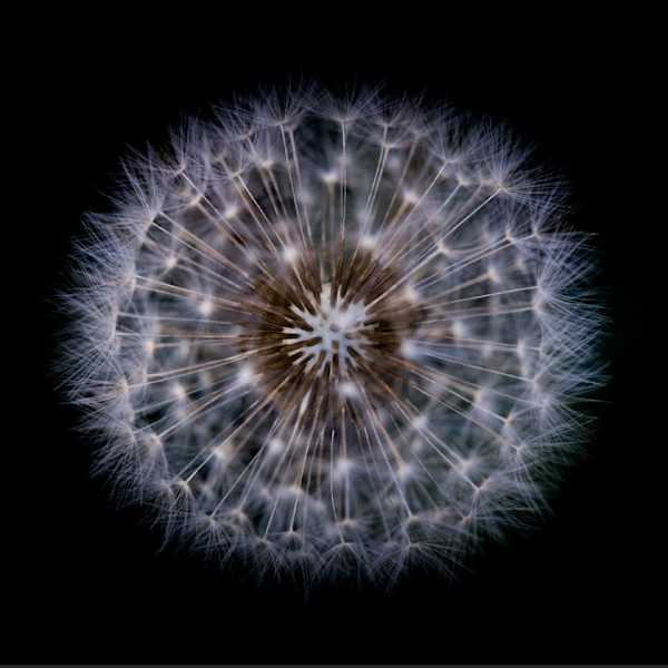Wish / Wonder by Jenifer Bunn, Image 1.