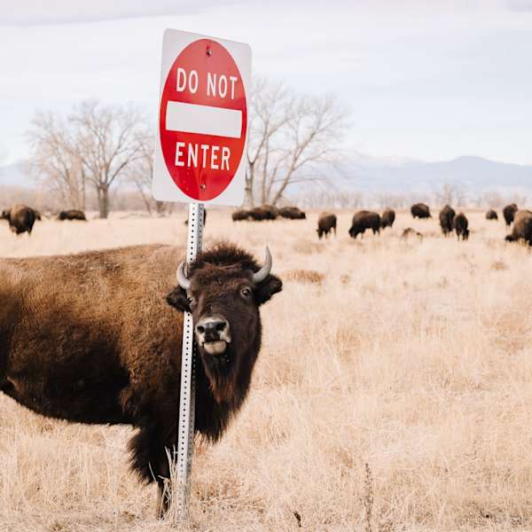 Caution by Kelly Wiitala, Image 1.