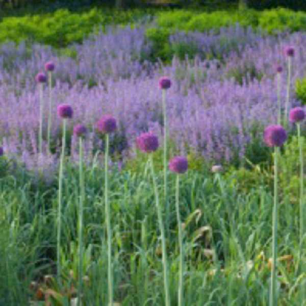 Purple Allium with Grasses by Abhi Ganju, Image 1.