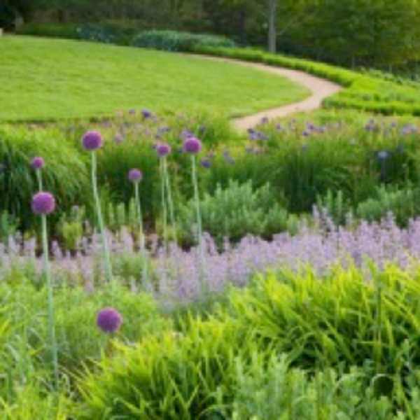Purple Allium with Greenery and Pathway by Abhi Ganju, Image 1.