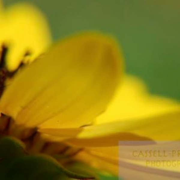 Untitled by Lori Prenner, Image 1.