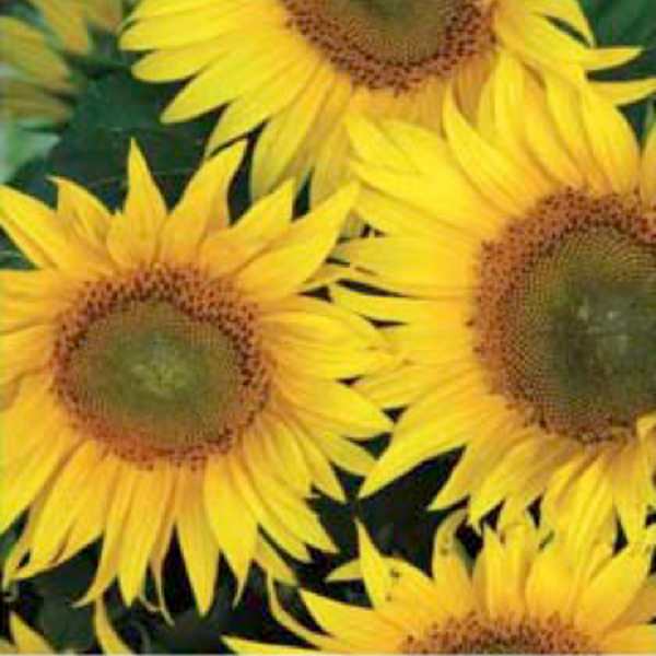 Sunflower Square by Stacy Bass, Image 1.