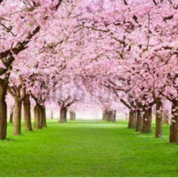 Cherry Trees by Smileus, Image 1.