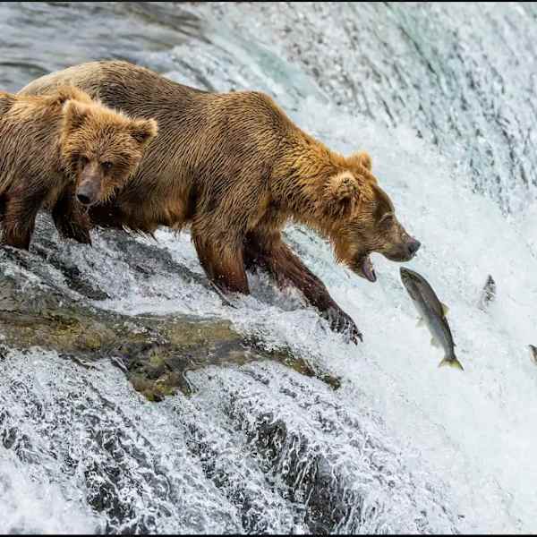 The Perfect Catch by Jeffrey Tutman, Image 1.
