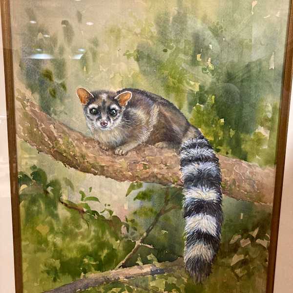 Ring-Tailed Cat (Bassariscus Astutus) by Demetrij Achkasov, Image 1.