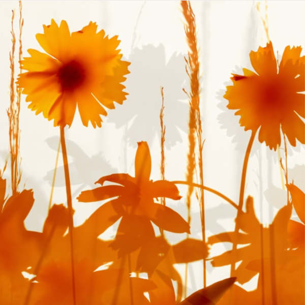 Botanical Illustration Untitled by Ethan Jantzer, Image 1.
