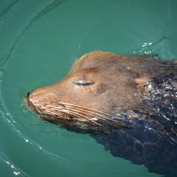 Basking Seal by Erich Riegelmann, Image 1.
