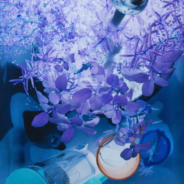 Tiny Stargazer by Sally Stockhold, Image 1.