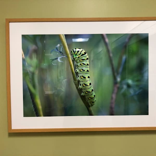 Black Swallowtail Butterfly Caterpillar in Garden by Karen Adams, Image 1.