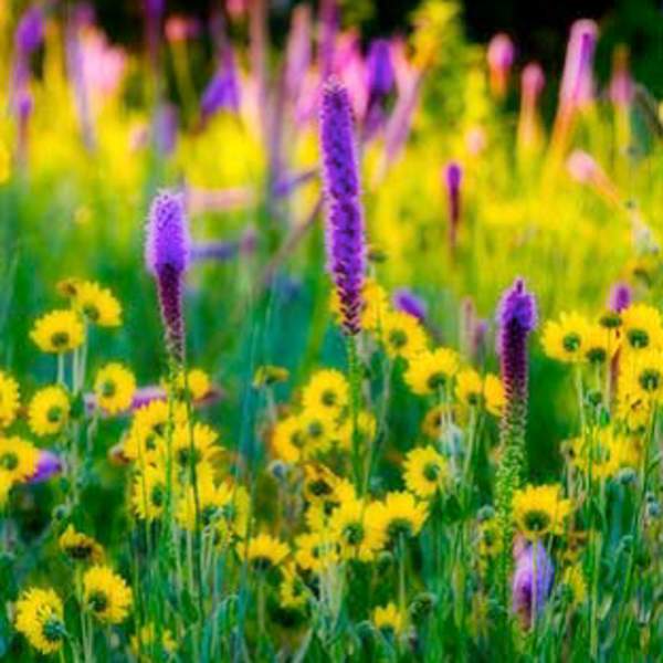 Blazing Star and Ashy Sunflower by William Dark, Image 1.