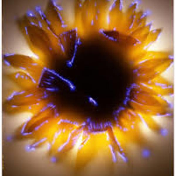 Helianthus Annuus by Robert Buelteman, Image 3.