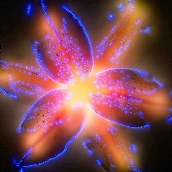 Lillium by Robert Buelteman, Image 4.