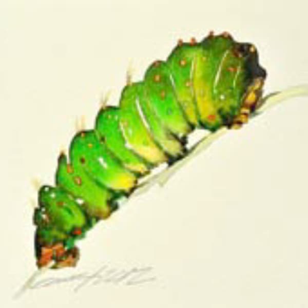 Green Caterpillar by Carol Carter, Image 1.