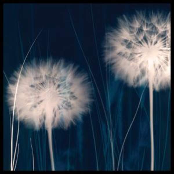 Dandelion by Ethan Jantzer, Image 1.