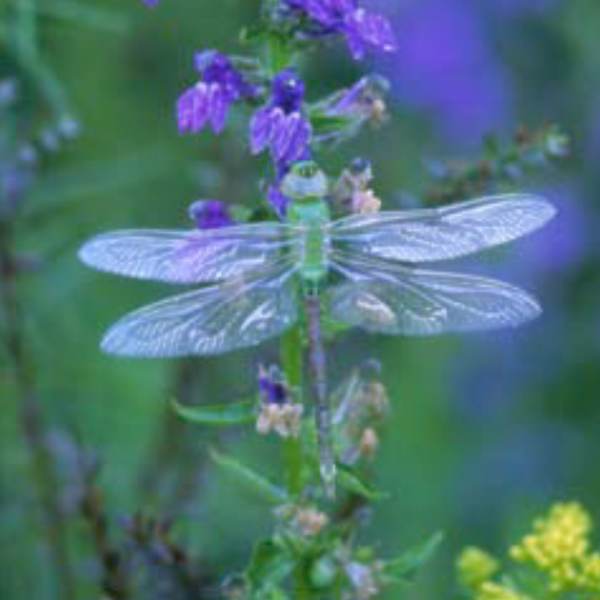 Dragonfly by Lynn M Stone, Image 1.