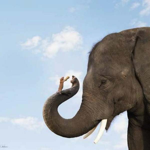 Elephant and Mouse Friend by Stephanie Roeser, Image 1.
