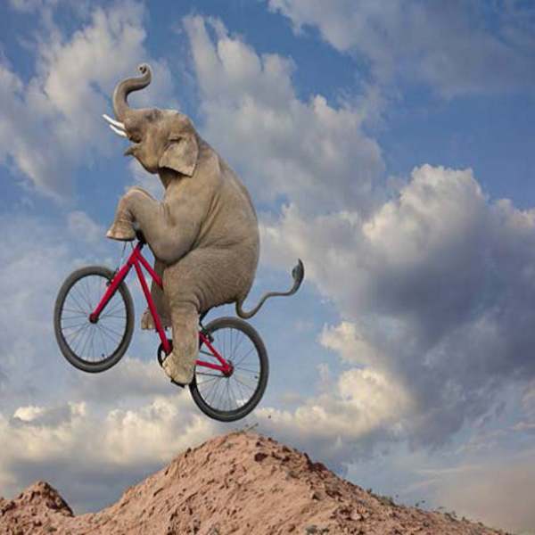 Elephant Mountain Biking by John Lund, Image 1.