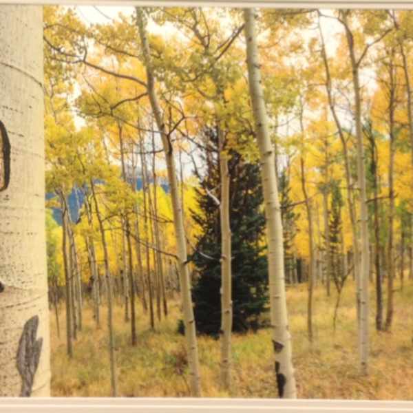 Aspen Meadow by Gale Gatto, Image 1.