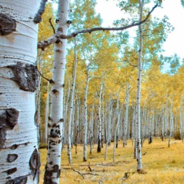 Golden Meadow by Gale Gatto, Image 1.
