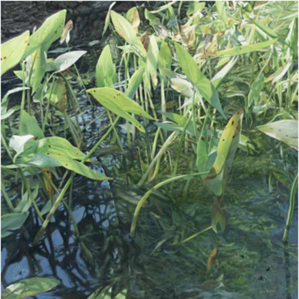 Grasses and Bugs 1 by Gregory Block, Image 1.