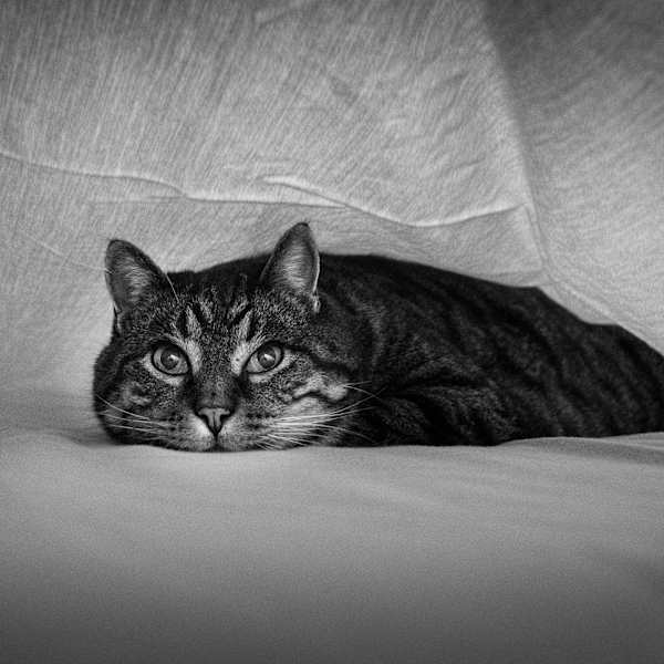 Hiding by Greg Aitkenhead, Image 1.