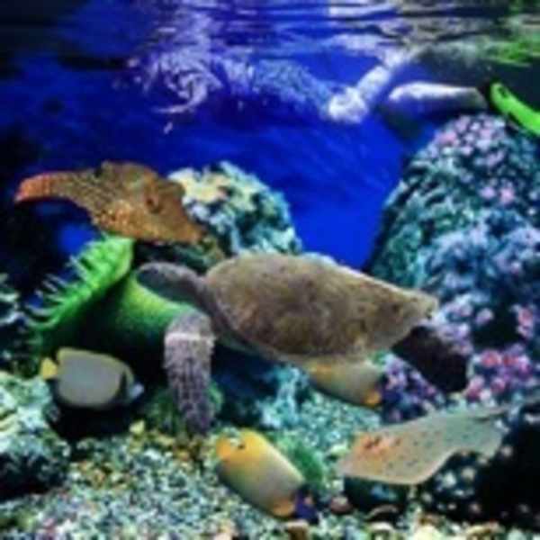 Tank 2 by Bonnie Lhotka, Image 1.