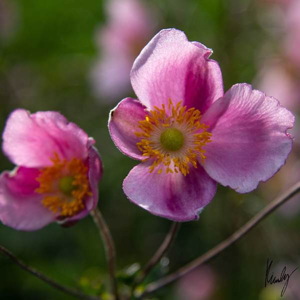 Untitled by Kimberly Indergand, Image 9.