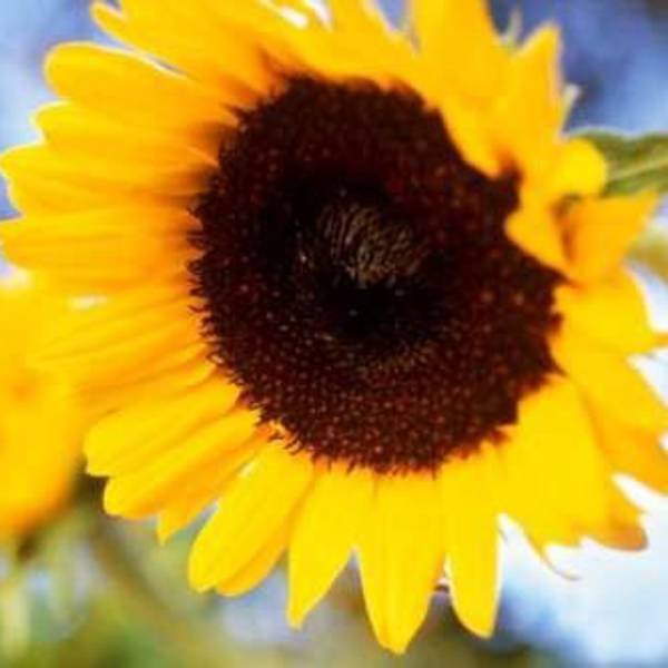 Sunshine by Karin Connolly, Image 1.
