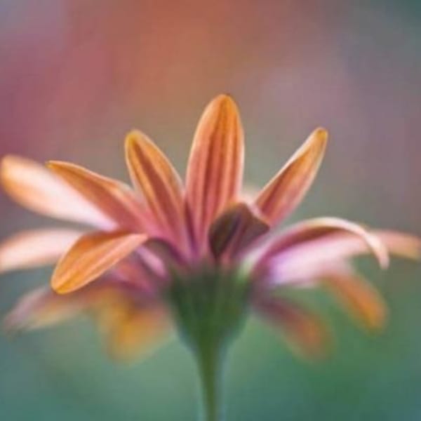 Joyful Summer by  Maria  Ismanah Schulze-Vorberg, Image 2.