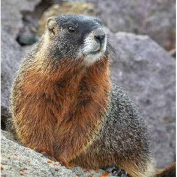 Yellow-Bellied Marmot by  Ivan Kuzmin, Image 1.