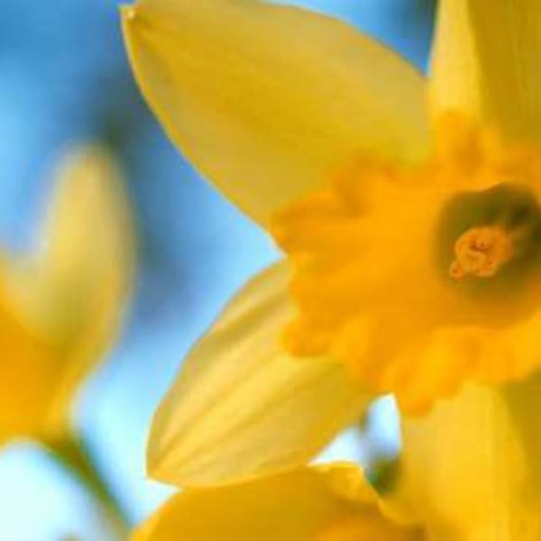 Daffodils by Karin Connolly, Image 1.