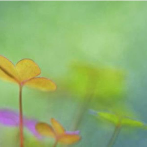 Heartfelt by Maria Ismanah Schulze-Vorberg, Image 1.