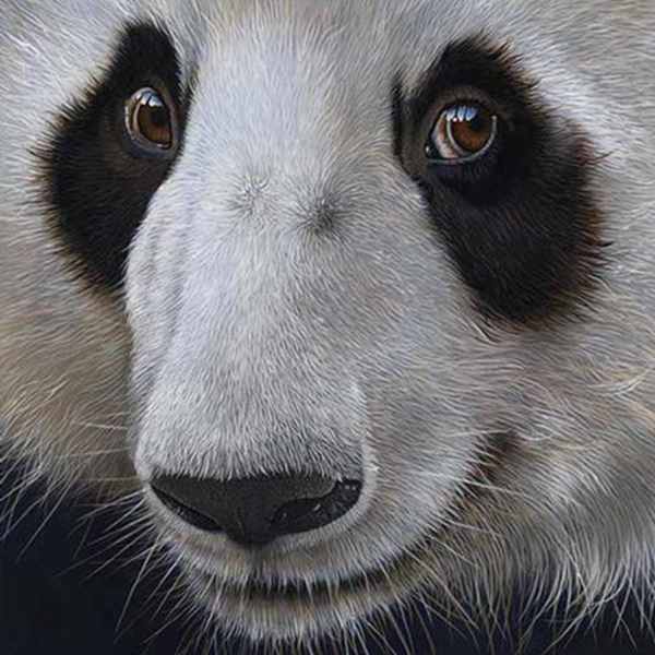 Panda Bear by Jurek Zamoyski, Image 1.