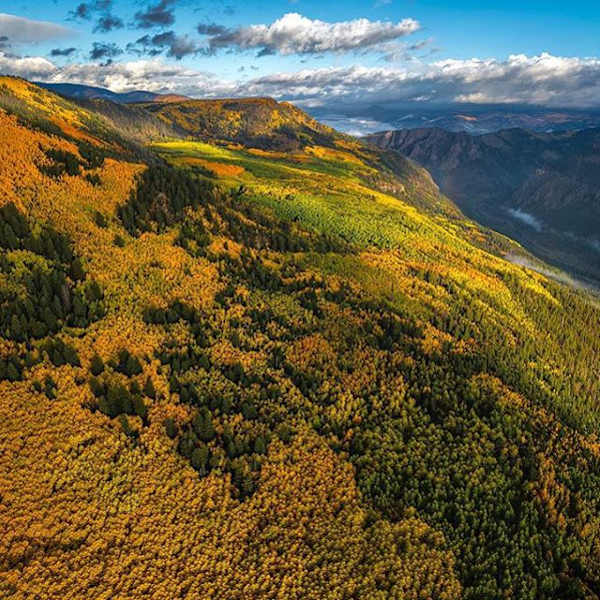 Rio Grande Aspens by Chris Dahl-Bredine, Image 1.
