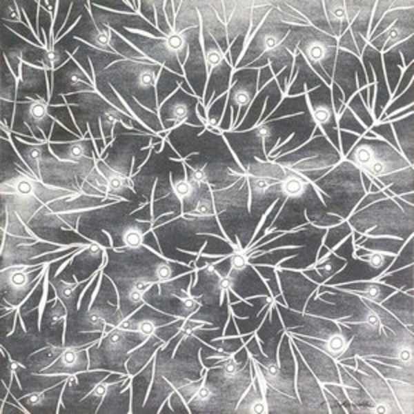 Coreopsis in Bud by Karin Schminke, Image 1.