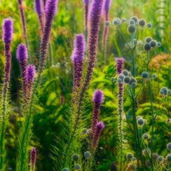 Searles Prarie II by William Dark, Image 1.