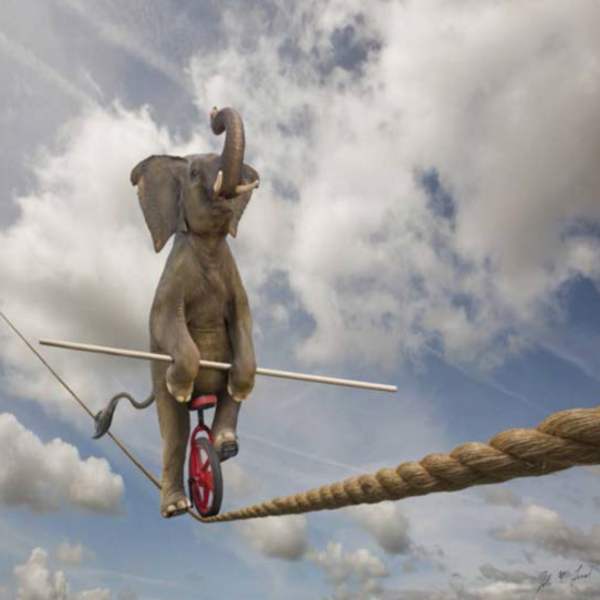 Talented Elephant by John Lund, Image 1.