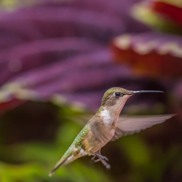 Tiny Dancer by Larry Emerson, Image 2.