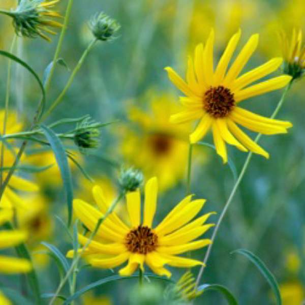 Wild Flowers I by Stephanie Sheppard, Image 1.