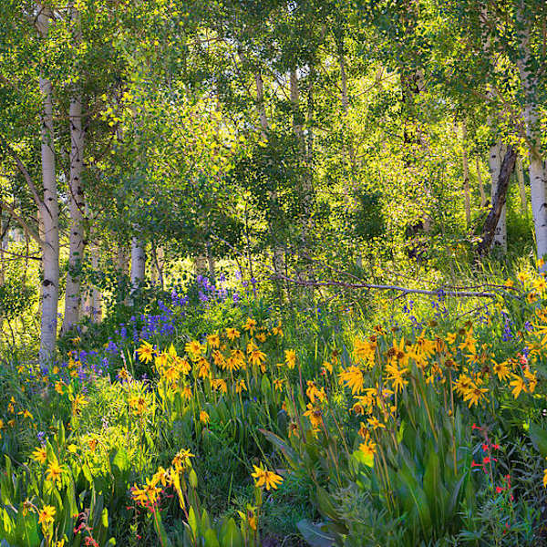 Woodland Flowers by Tim Reaves, Image 1.