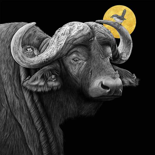 Syncerus Caffer – Special Edition by Sira Trinkler, Image 1.