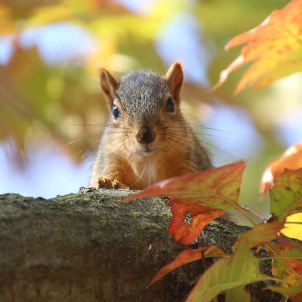 First Autumn (November 18th, 2019) by Corey Seeman, Image 1.