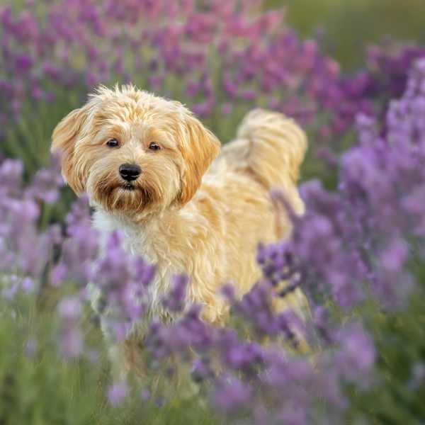 Amidst the Lavender by Jennifer McCallum, Image 1.