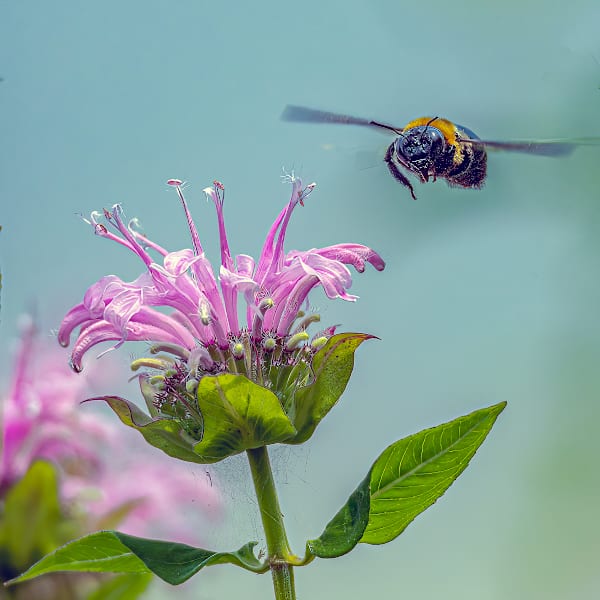 Bee Pollinator by Jamie Feldman, Image 5.