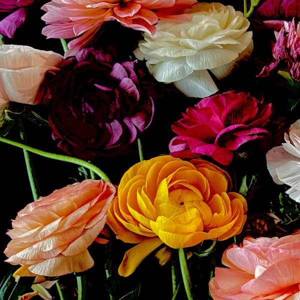 Lit Up Yellow Ranunculus by Naz Edwards, Image 1.